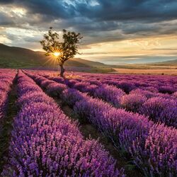 Jigsaw puzzle: lavender field
