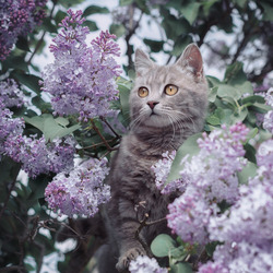 Jigsaw puzzle: cat in lilac