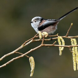 Jigsaw puzzle: long-tailed tit