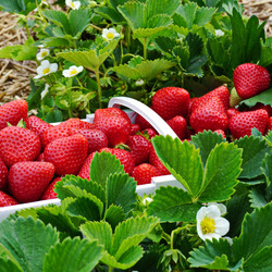 Jigsaw puzzle: Basket with strawberries