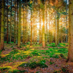Jigsaw puzzle: Pine forest on rasset
