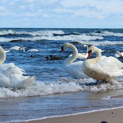 Jigsaw puzzle: Swans in the Baltic