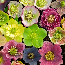 Jigsaw puzzles on topic «Hellebore»