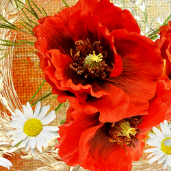 Jigsaw puzzle: Poppies and daisies