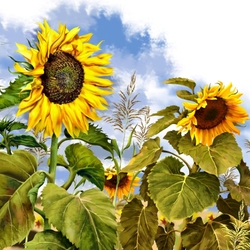 Jigsaw puzzle: Sunflowers