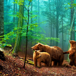 Jigsaw puzzle: Bears in the forest