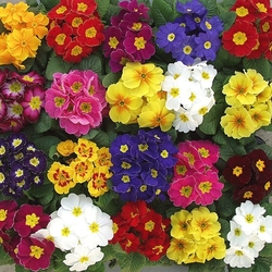 Jigsaw puzzle: Multicolored primroses