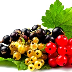 Jigsaw puzzle: Any currant