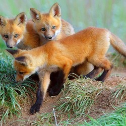 Jigsaw puzzle: Fox cubs