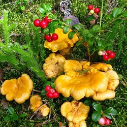 Jigsaw puzzle: Chanterelles and lingonberries