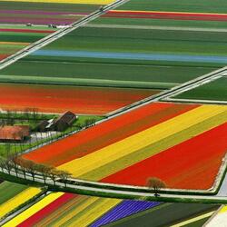 Jigsaw puzzle: Colorful fields
