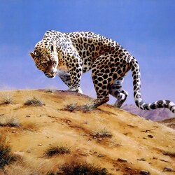 Jigsaw puzzle: Arabian leopard