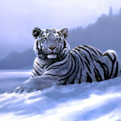 Jigsaw puzzle: Siberian tiger
