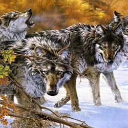 Jigsaw puzzle: Wolf Pack