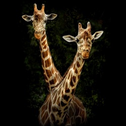 Jigsaw puzzle: Portraits of animals. Giraffes