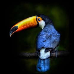 Jigsaw puzzle: Toucan