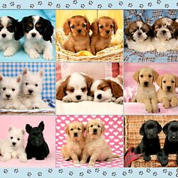Jigsaw puzzle: Twin puppies