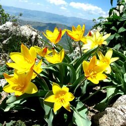 Jigsaw puzzle: Spring in the mountains
