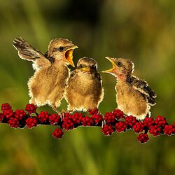 Jigsaw puzzle: Chicks on a branch
