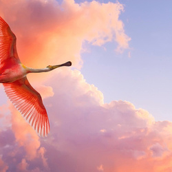 Jigsaw puzzle: Pink flamingo in flight