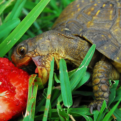 Jigsaw puzzle: Strawberries for the turtle