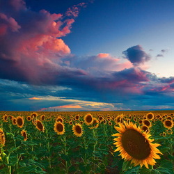 Jigsaw puzzle: Sunset over sunflowers