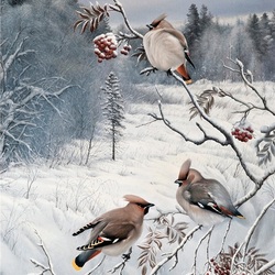 Jigsaw puzzle: Waxwings
