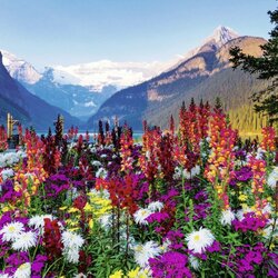 Jigsaw puzzle: Flowers in the mountains