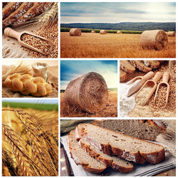 Jigsaw puzzle: The bread is growing