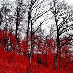 Jigsaw puzzle: Blood red forest