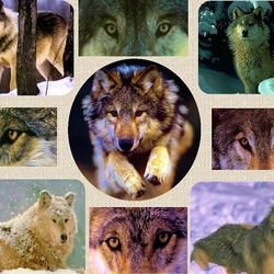 Jigsaw puzzle: Wolves