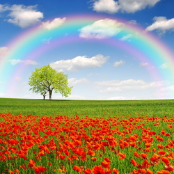 Jigsaw puzzle: Rainbow over the poppy field