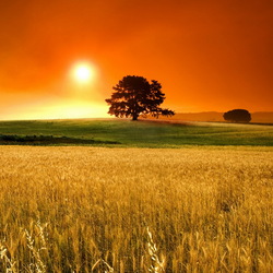 Jigsaw puzzle: Sunset over the field