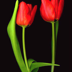 Jigsaw puzzle: Tulips