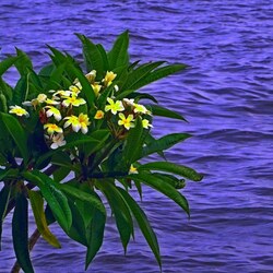Jigsaw puzzle: Flowering bush above water