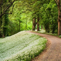 Jigsaw puzzle: Forest Road