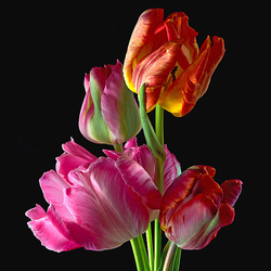 Jigsaw puzzle: Tulips