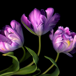 Jigsaw puzzle: Tulips