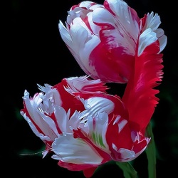 Jigsaw puzzle: Tulips