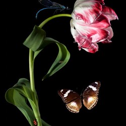 Jigsaw puzzle: Tulip and butterfly