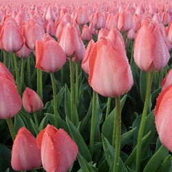 Jigsaw puzzle: Beauty of tulips