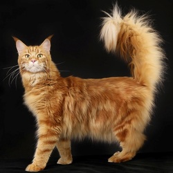 Jigsaw puzzle: Fluffy ginger cat