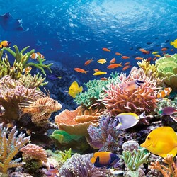 Jigsaw puzzle: Coral reef