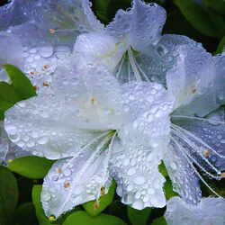 Jigsaw puzzle: Rainy morning