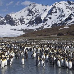 Jigsaw puzzle: Penguin country