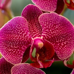 Jigsaw puzzle: Orchid flower