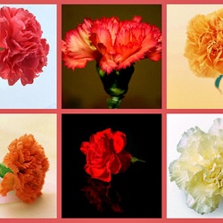 Jigsaw puzzle: Carnation flower