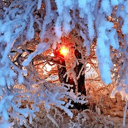 Jigsaw puzzle: Winter sun