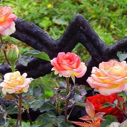 Jigsaw puzzle: Rose garden