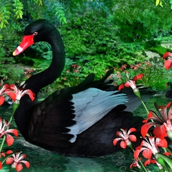 Jigsaw puzzle: Black Swan